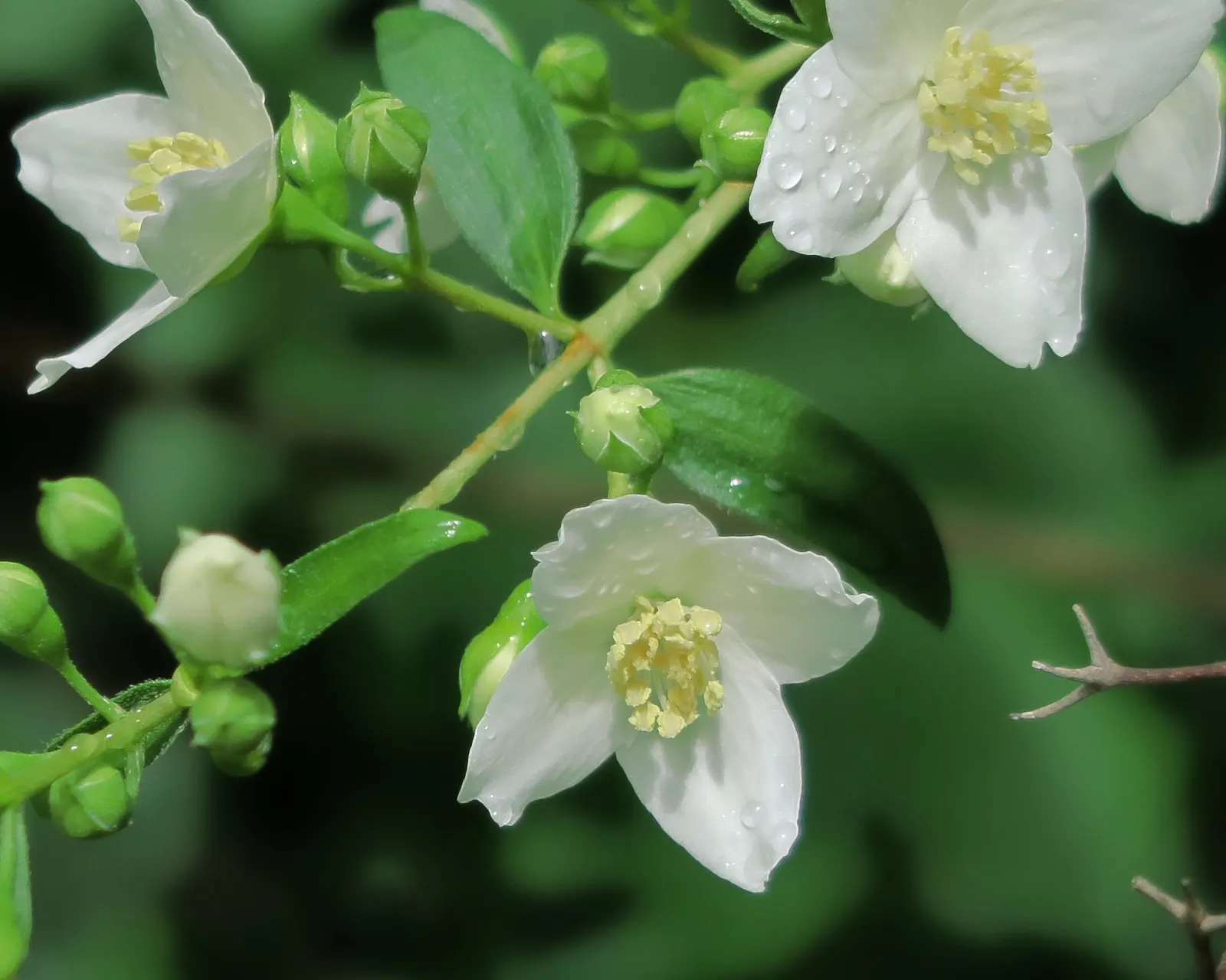 Wild Mock Orange (Philadelphus Lewisii) — relaxed aesthetic to your garden design.<br><br>Notable for its versatility; preferring full sun to partial shade and