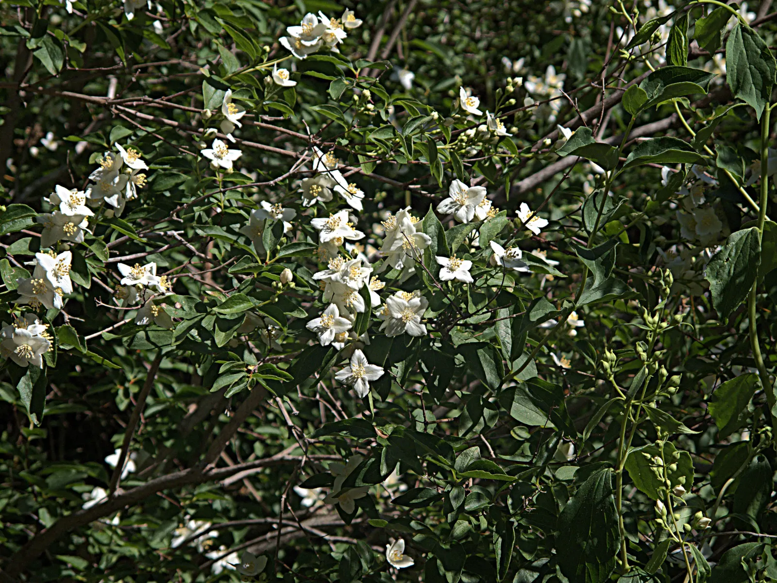 Wild Mock Orange (Philadelphus Lewisii) — preferring full sun to partial shade and well-draining soil; it is adaptable to a variety of soil types but performs