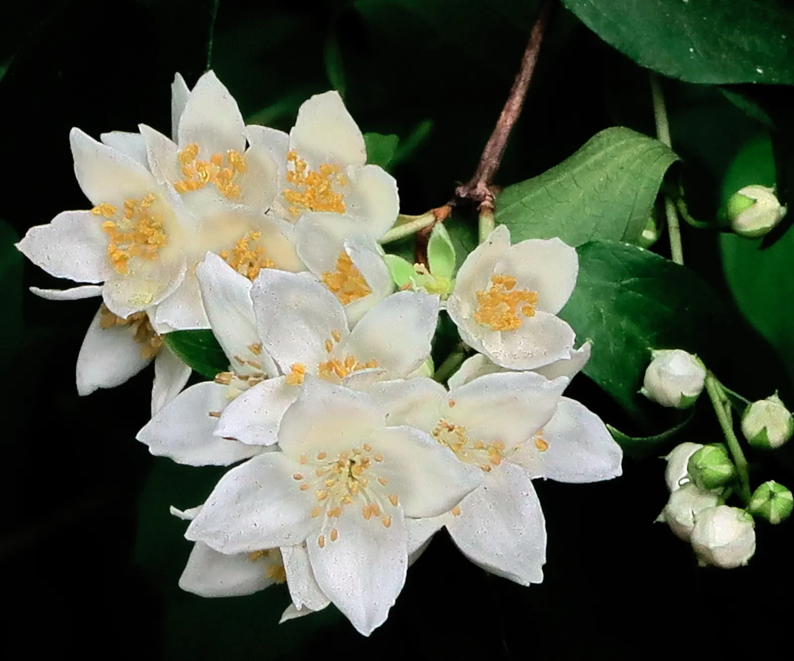 Wild Mock Orange (Philadelphus Lewisii) — each spanning approximately 1 to 2 inches across; white flowers in the garden