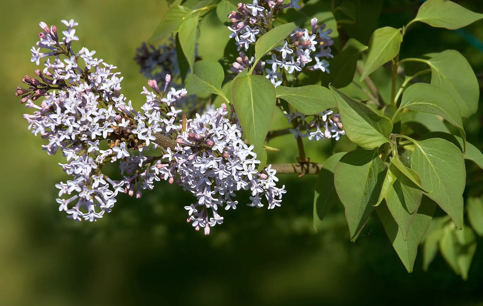 Wild Mock Orange (Philadelphus Lewisii) — Philadelphus lewisii, or Wild Mock Orange, is a deciduous shrub native to North America; which emerge in late spring