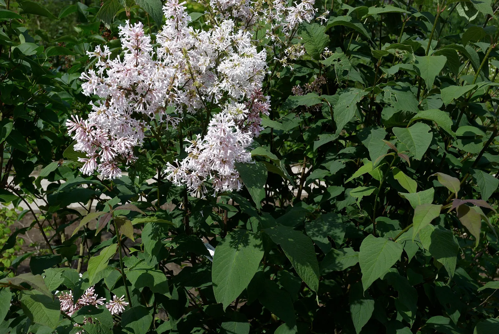 Wild Mock Orange (Philadelphus Lewisii) — It is adaptable to a variety of soil types but performs best in well-drained loams; consider incorporating this North