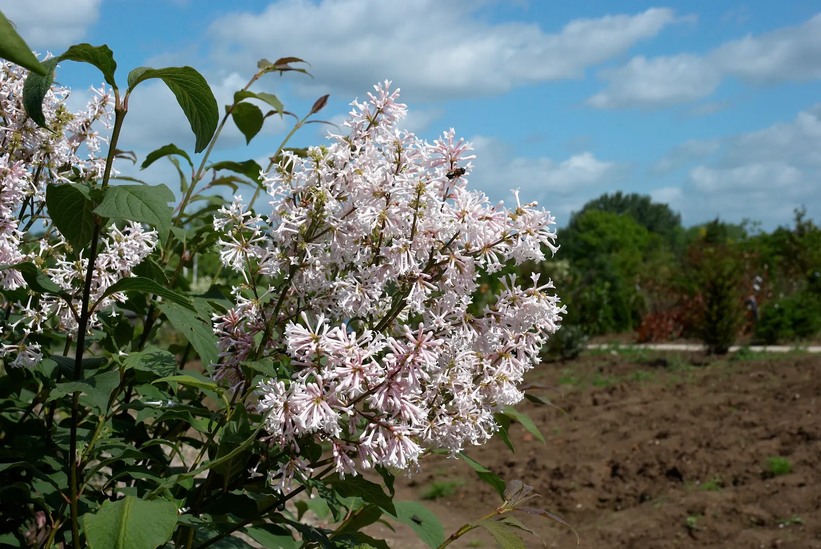 Wild Mock Orange (Philadelphus Lewisii) — blooming profusely in late spring to early summer; this hardy plant matures at 4-8 feet in height and width