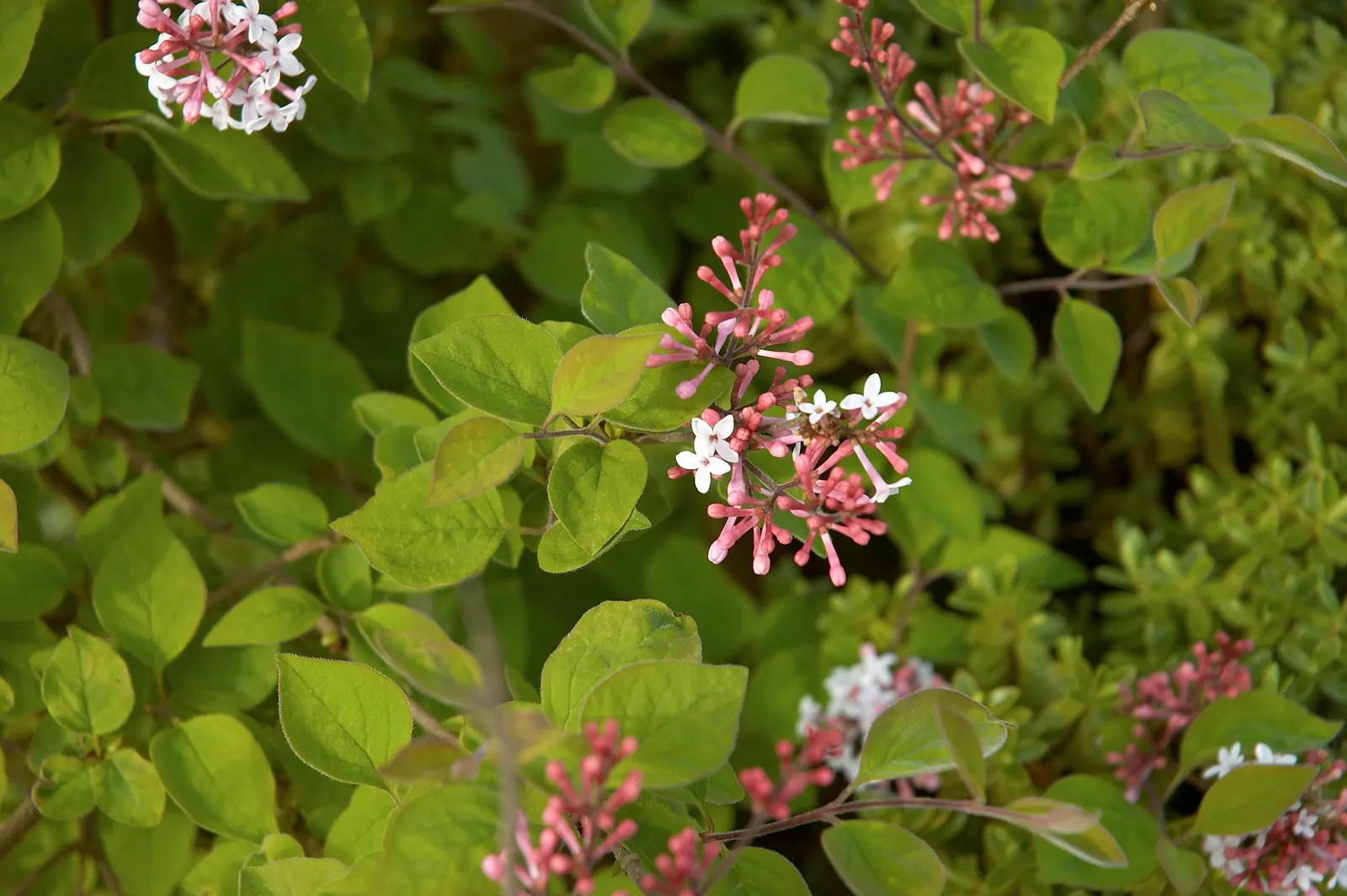 Wild Mock Orange (Philadelphus Lewisii) — Philadelphus lewisii, or Wild Mock Orange, is a deciduous shrub native to North America; which emerge in, image 51