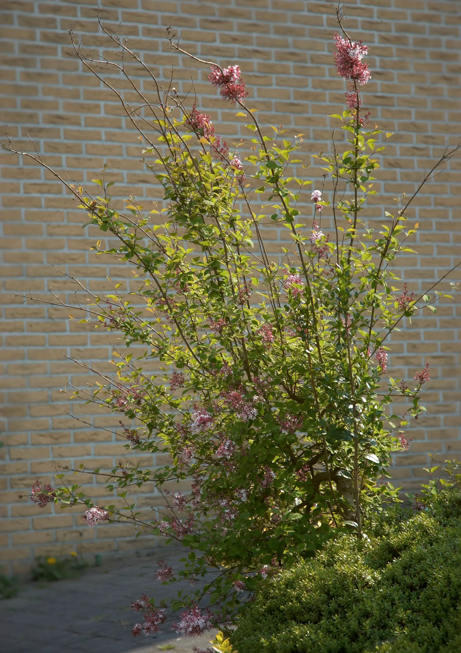 Wild Mock Orange (Philadelphus Lewisii) — Philadelphus lewisii thrives in USDA hardiness zones 5 through 9 and prefers full sun to partial shade, image 38