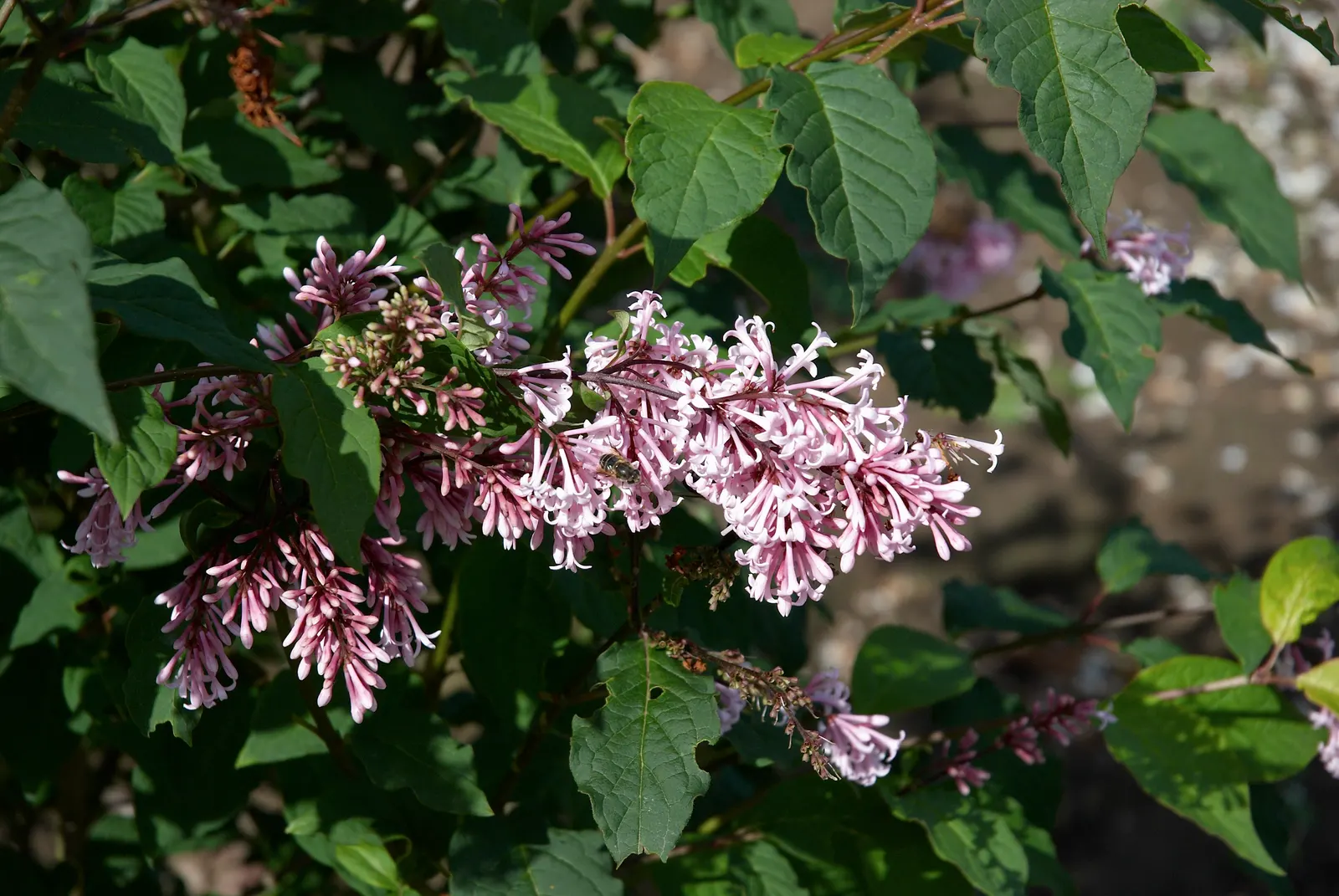 Wild Mock Orange (Philadelphus Lewisii) — this shrub presents an arching form that can provide a natural; shrub with white blooms, image 61