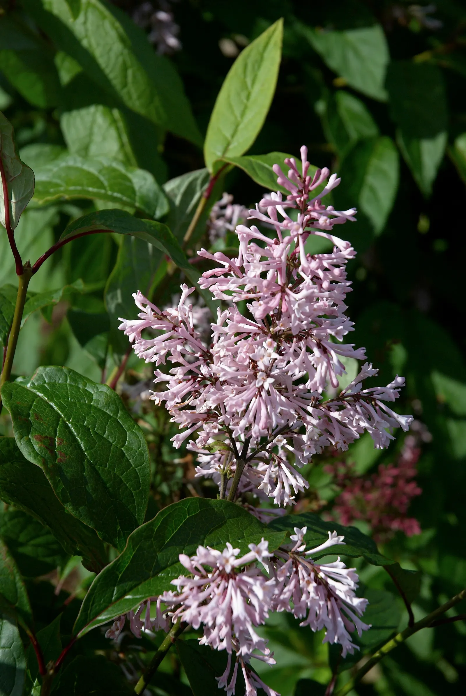 Wild Mock Orange (Philadelphus Lewisii) — This hardy plant matures at 4-8 feet in height and width