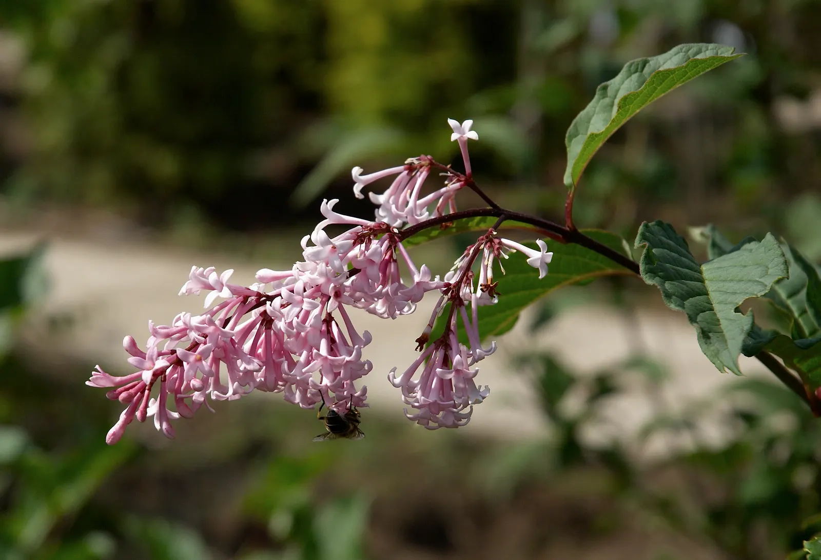 Wild Mock Orange (Philadelphus Lewisii) — is a deciduous shrub revered for its fragrant