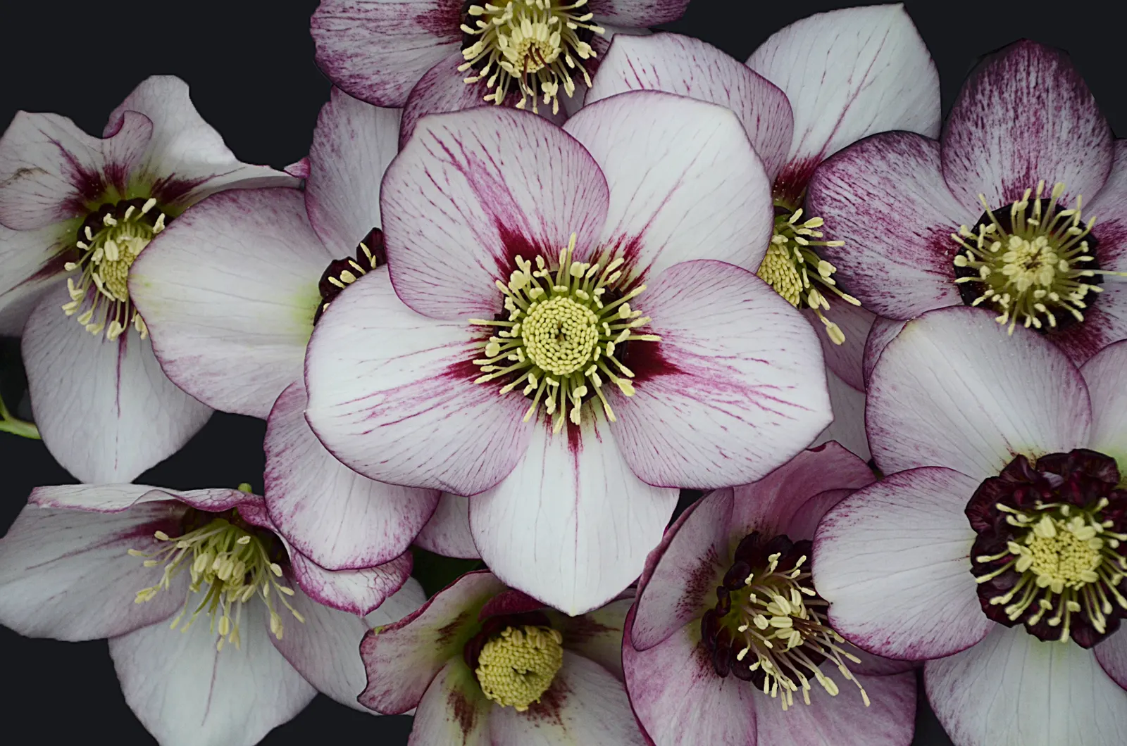 Honeymoon® French Kiss (Helleborus hybrid) — Thriving in USDA zones 4-9, it favors partial to full shade and well-drained soil
