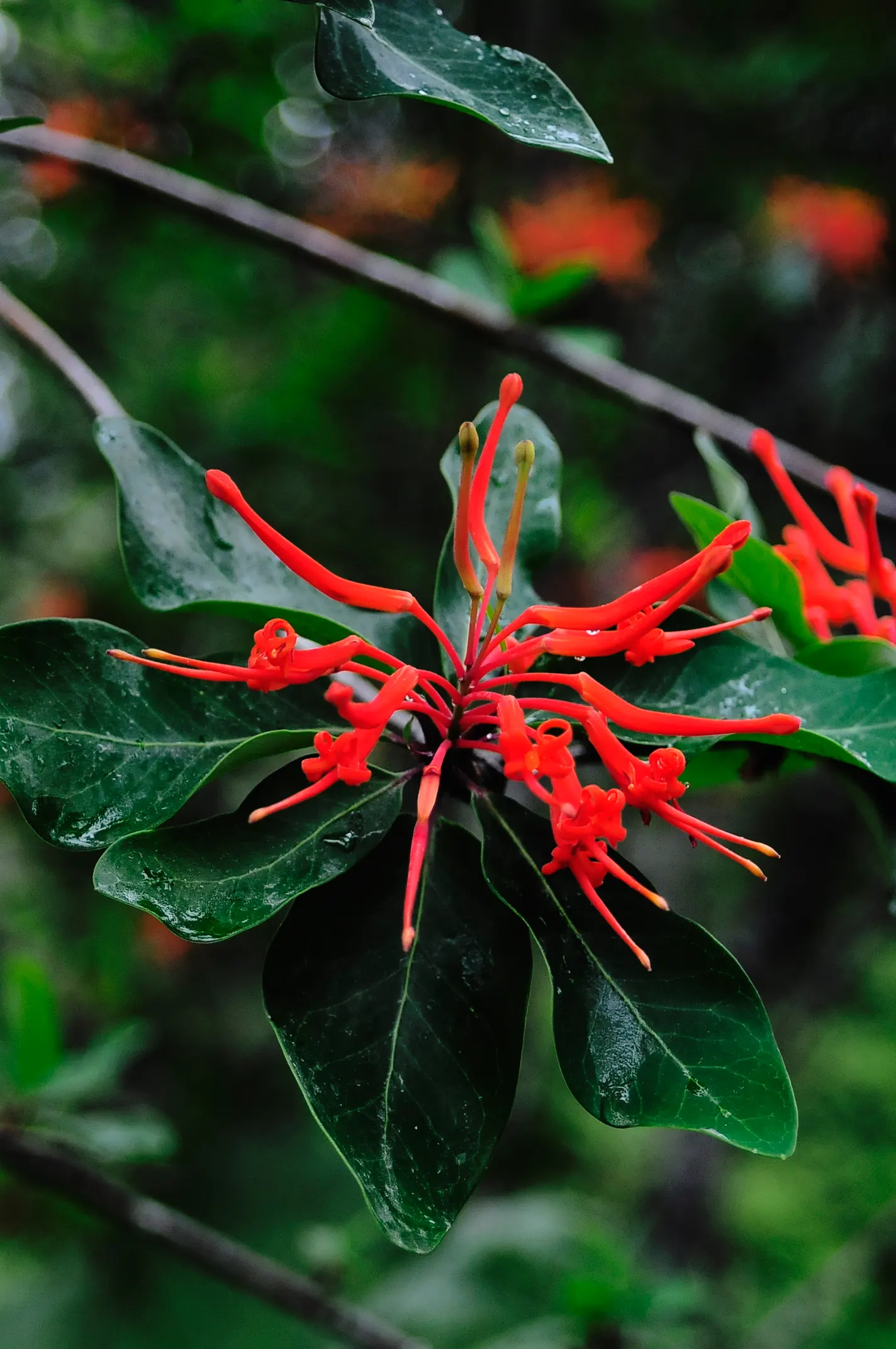 Chilean Firetree (Embothrium Coccineum) — This striking tree originates from the temperate forests of Chile and Argentina; tree for full, image 53