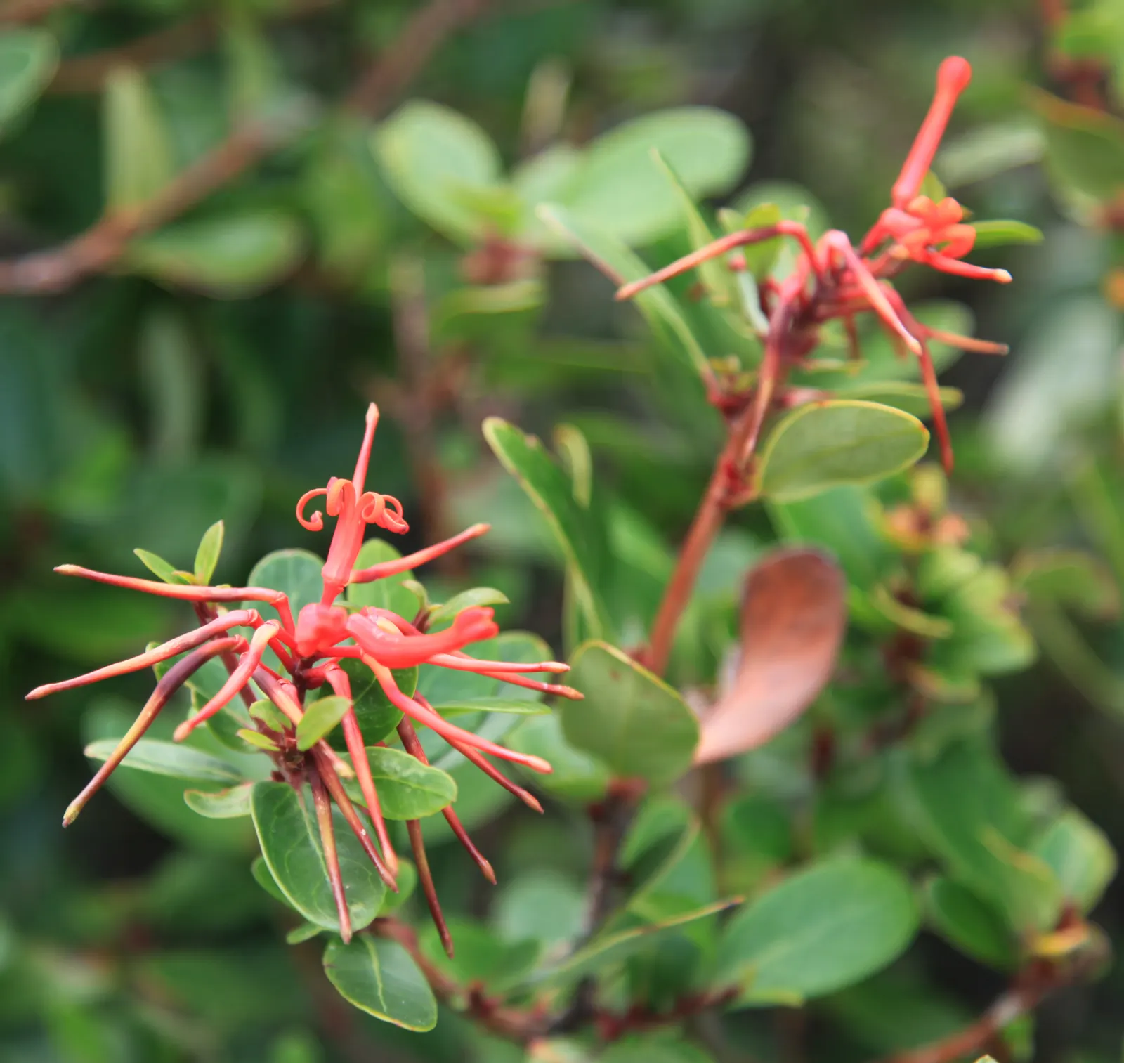 Chilean Firetree (Embothrium Coccineum) — An optimal addition to any landscape design seeking a focal point; red flowers in the garden, image 56