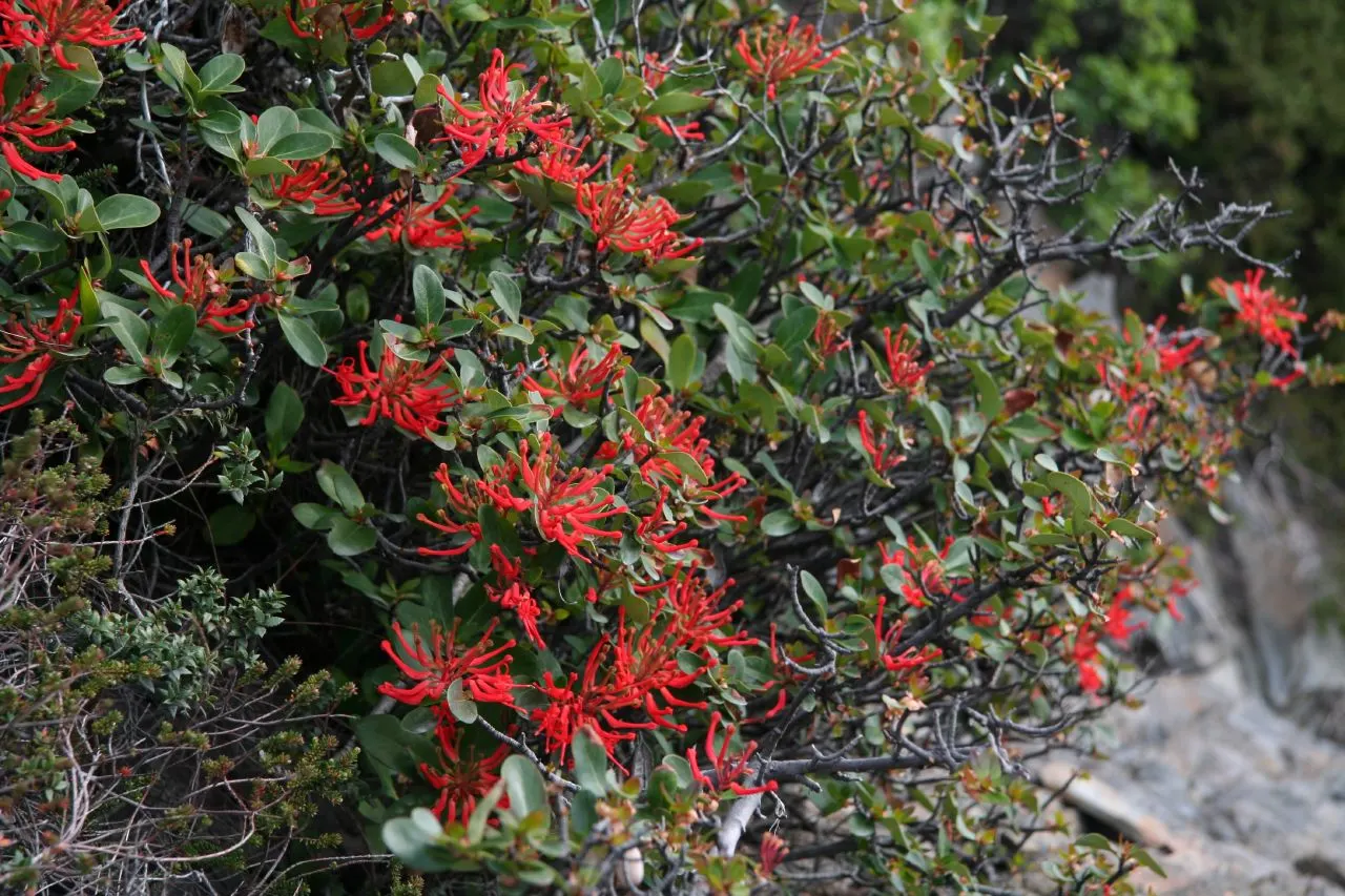 Chilean Firetree (Embothrium Coccineum) — Its lance-shaped leaves accentuate the scarlet spring flowers, attracting hummingbirds; thrives in, image 50