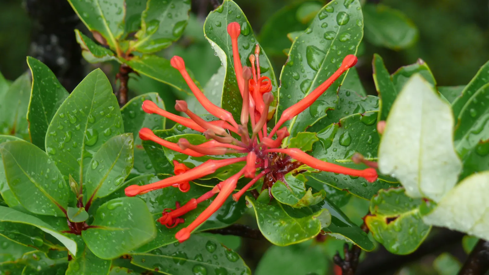 Chilean Firetree (Embothrium Coccineum) — An optimal addition to any landscape design seeking a focal point; red flowers in the garden