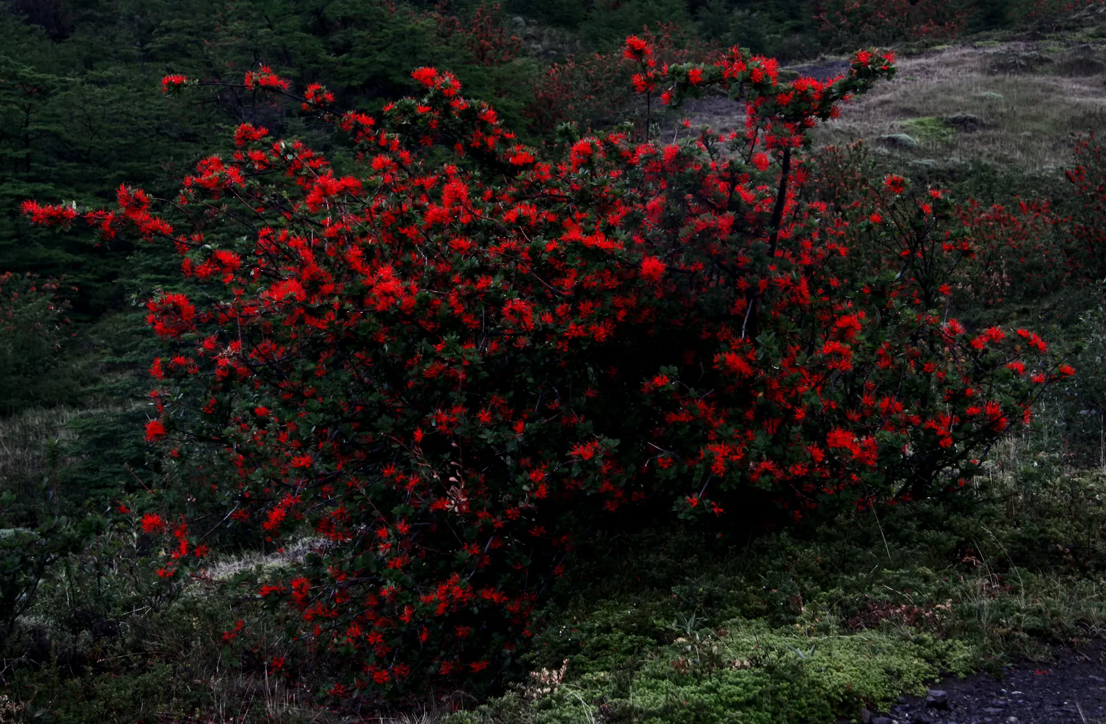 Chilean Firetree (Embothrium Coccineum) — thrives in well-drained soil and full sun; the Chilean Firetree favors full sun exposure to light shade, image 48