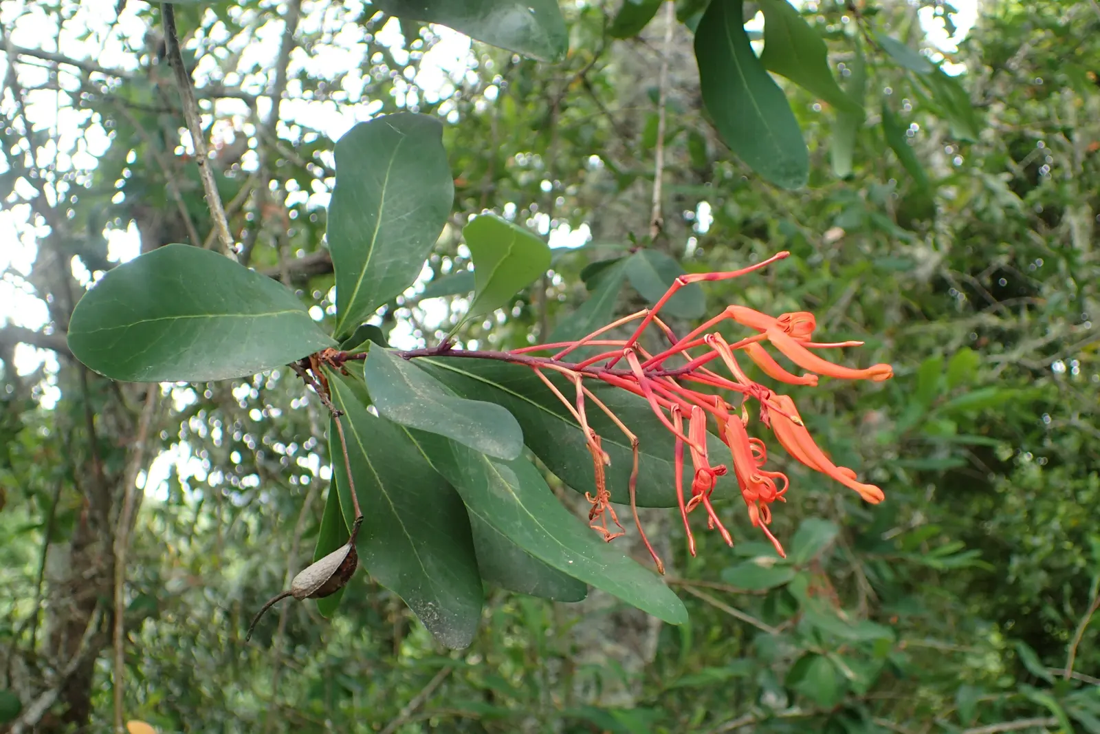 Chilean Firetree (Embothrium Coccineum) — thrives in well-drained soil and full sun; the Chilean Firetree favors full sun exposure to light shade