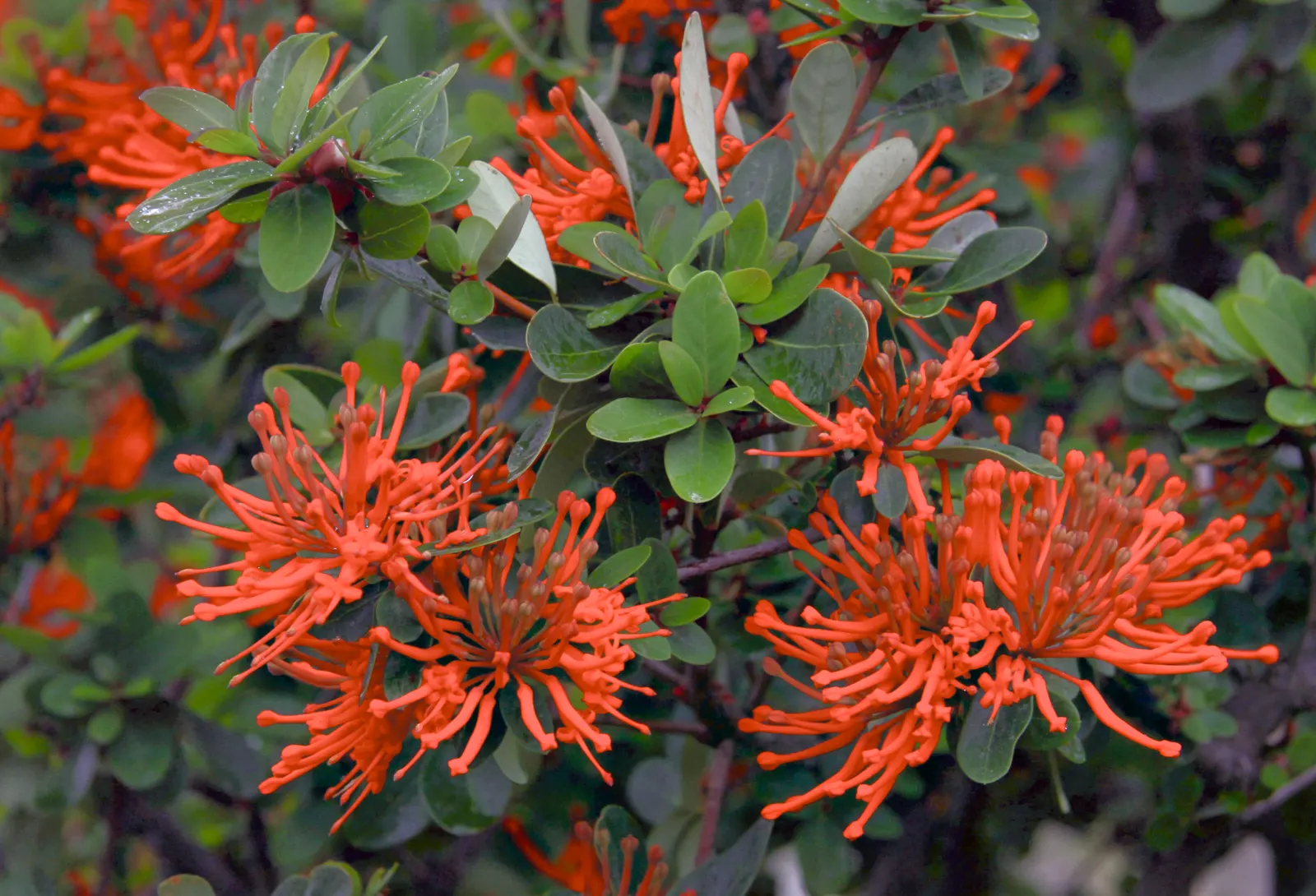 Chilean Firetree (Embothrium Coccineum) — provided they are well-drained; the impressive tubular flowers, image 55