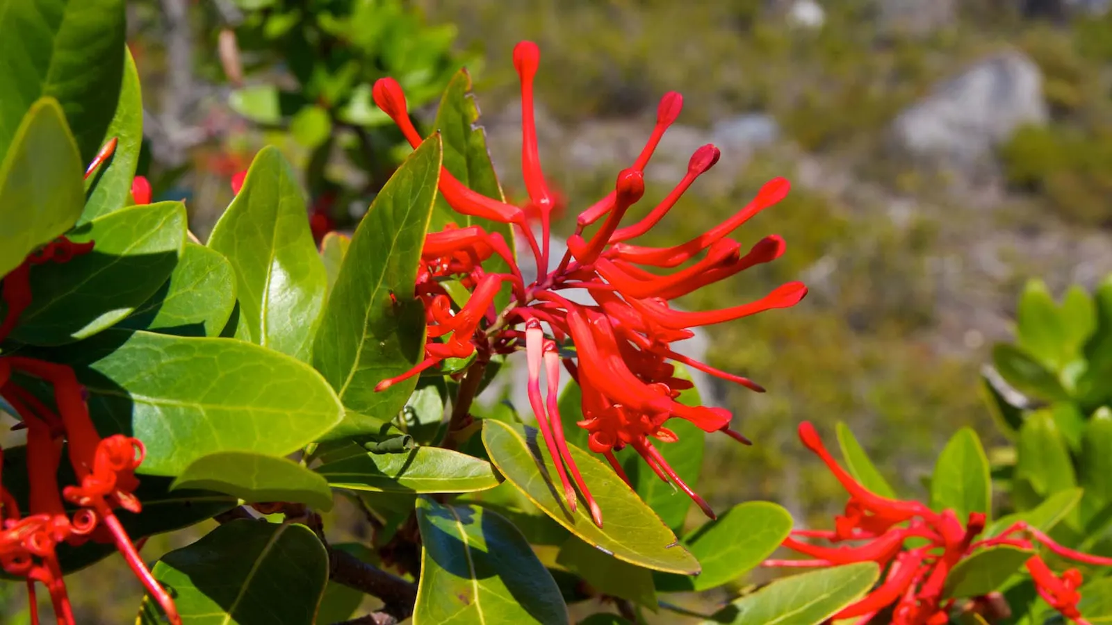 Chilean Firetree (Embothrium Coccineum) — The impressive tubular flowers; this evergreen reaches heights of 10-50 feet, with a spread of 10-15 feet