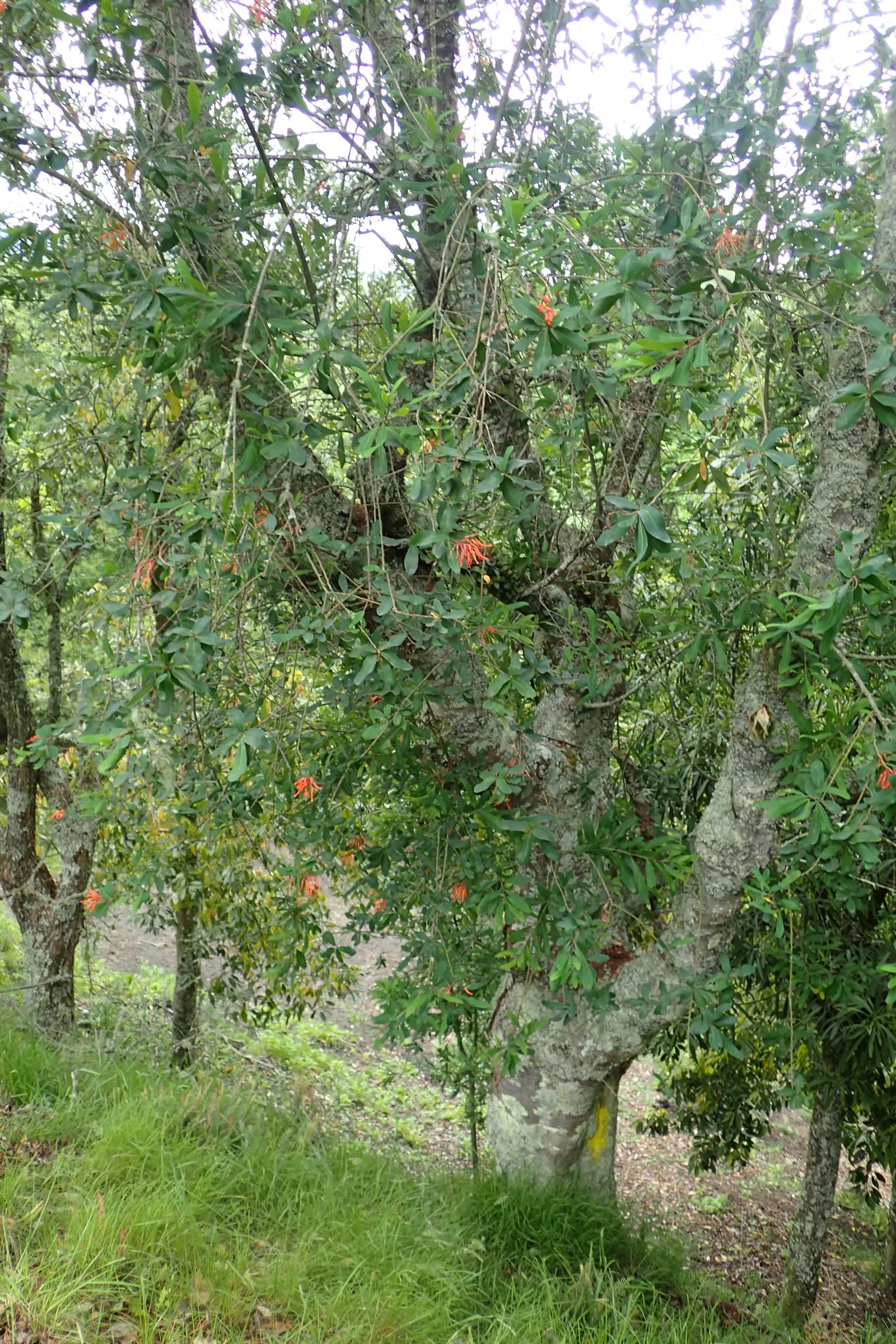 Chilean Firetree (Embothrium Coccineum) — This striking tree originates from the temperate forests of Chile and Argentina
