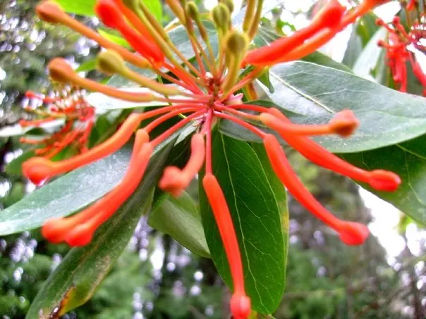 Chilean Firetree (Embothrium Coccineum) — This evergreen reaches heights of 10-50 feet, with a spread of 10-15 feet; it requires moderate watering and benefits