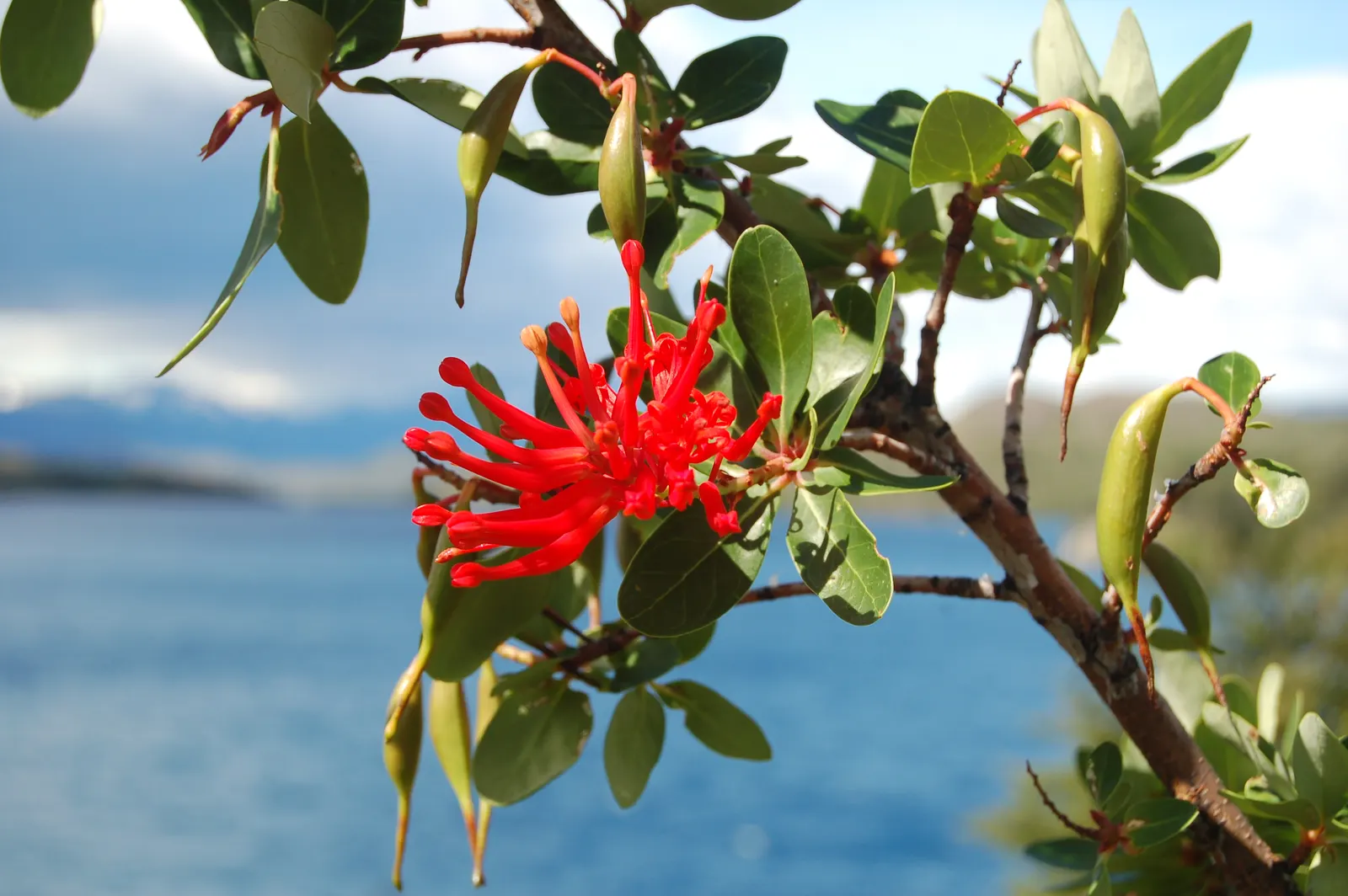 Chilean Firetree (Embothrium Coccineum) — where it thrives in a wide range of soil types; this striking tree originates from the temperate forests of Chile and