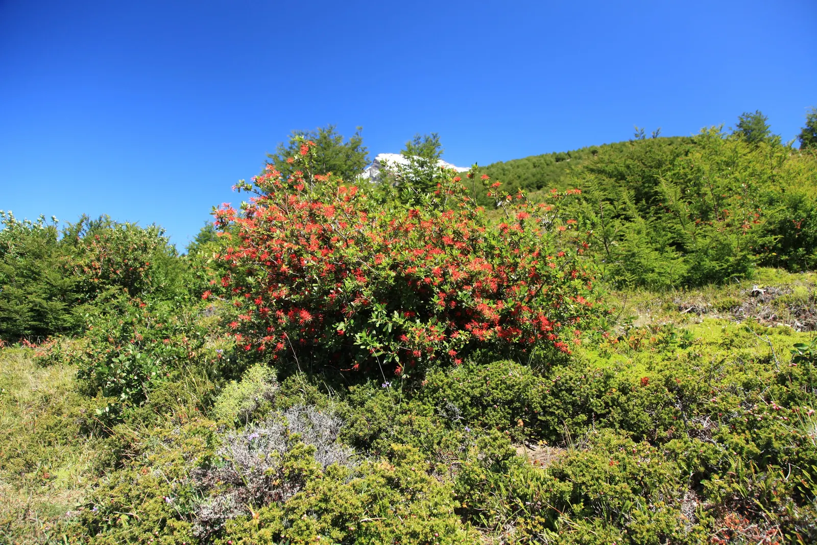 Chilean Firetree (Embothrium Coccineum) — consider its moderate growth rate and the potential to cast light shade once established; the Chilean Firetree