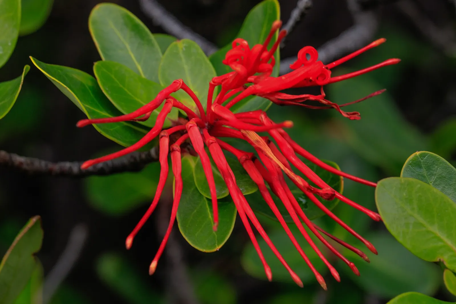 Chilean Firetree (Embothrium Coccineum) — It requires moderate watering and benefits from a mulch layer to maintain root moisture and temperature, image 64