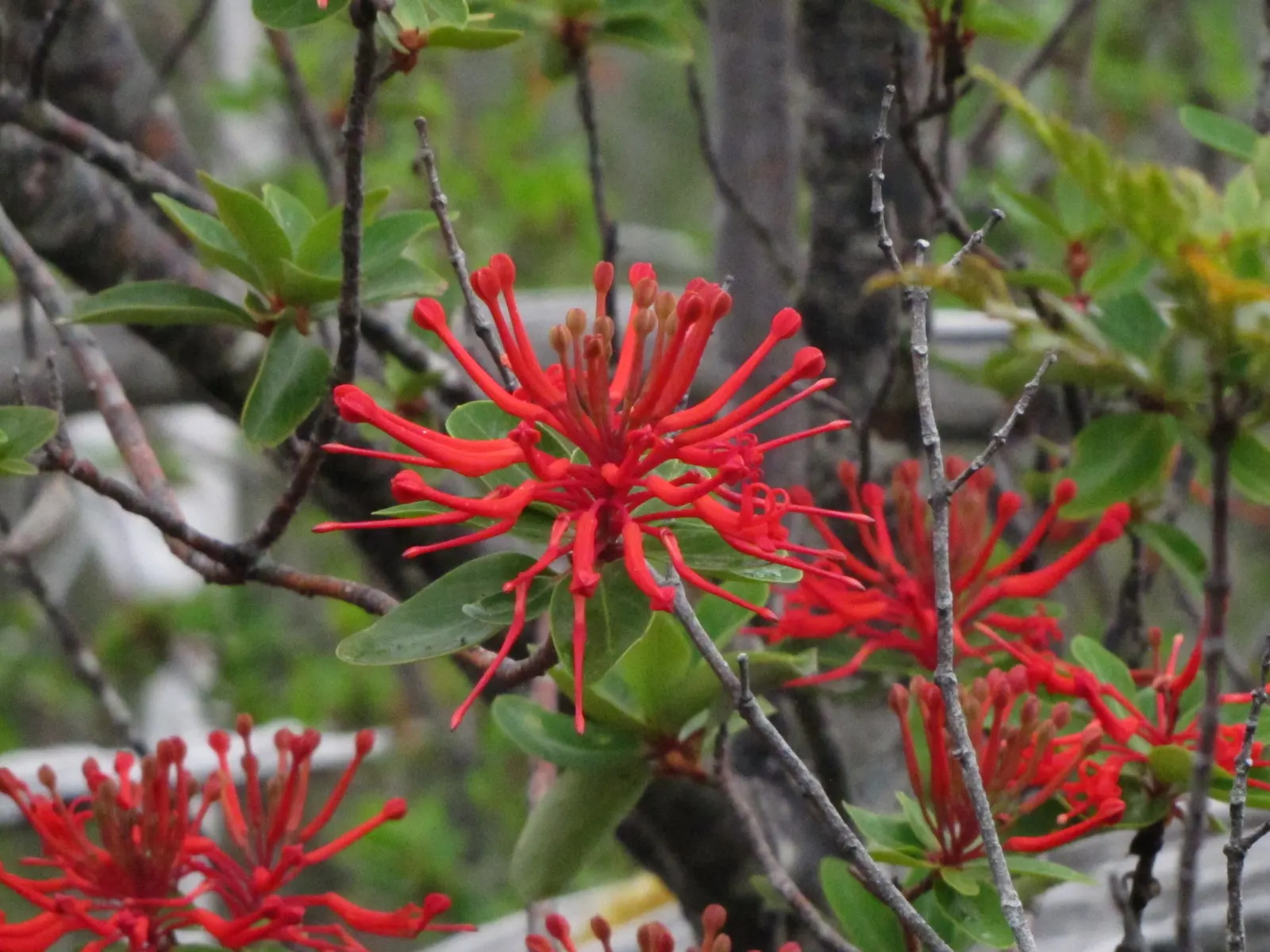 Chilean Firetree (Embothrium Coccineum) — red flowers in the garden