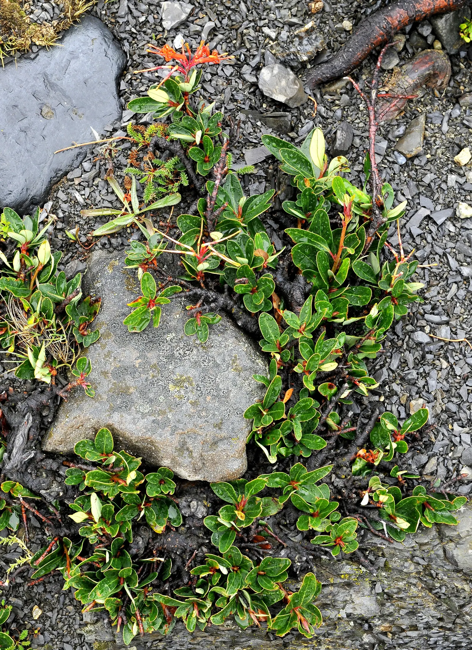 Chilean Firetree (Embothrium Coccineum) — which measure around 2 inches long