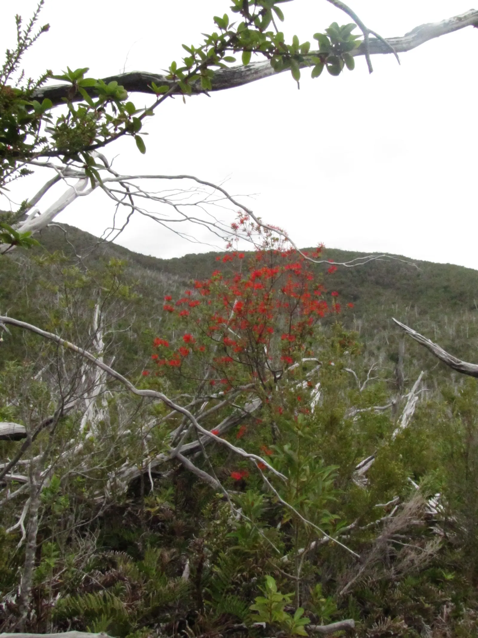 Chilean Firetree (Embothrium Coccineum) — is a captivating species renowned for its vibrant display of fiery red flowers