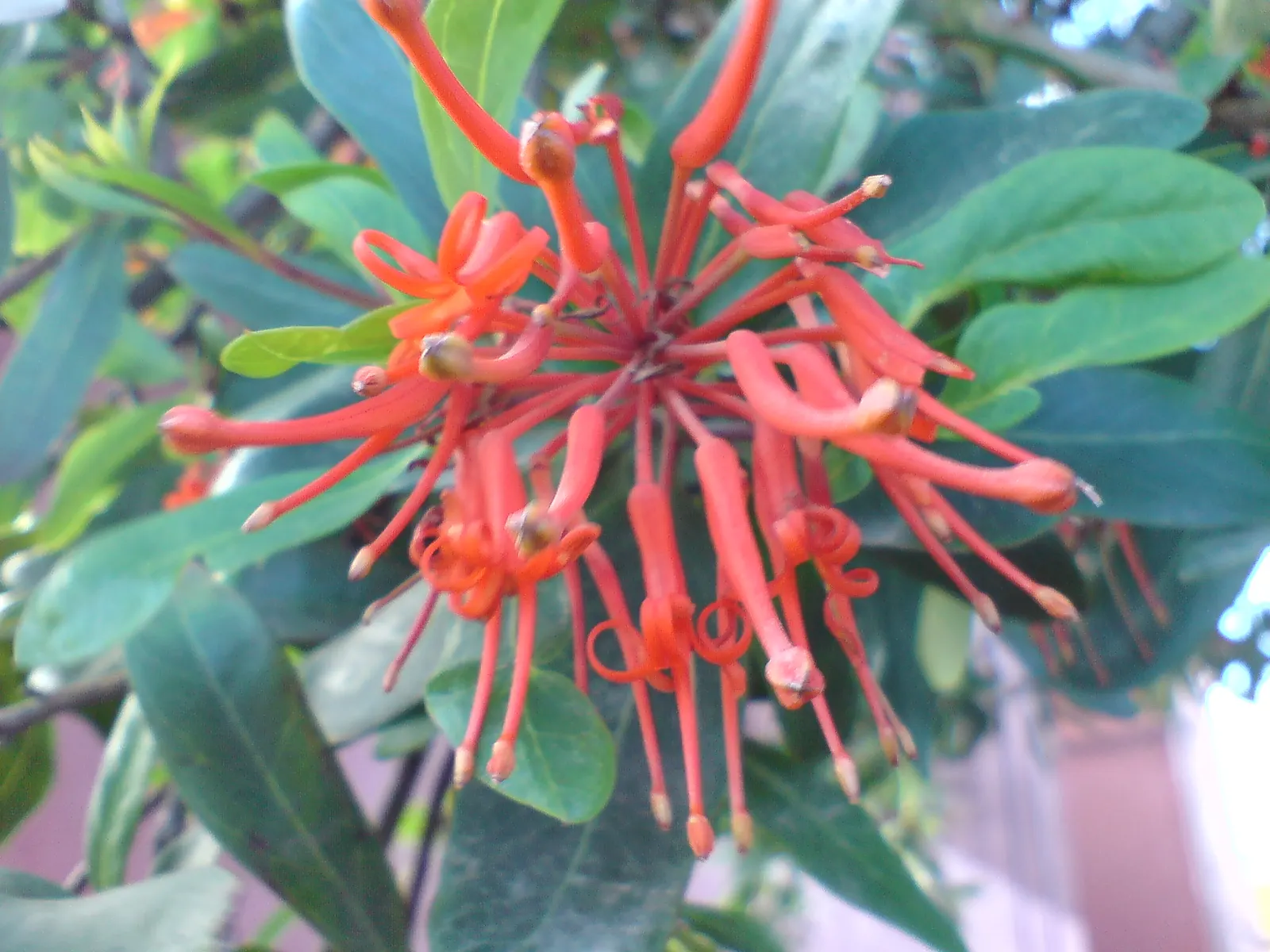 Chilean Firetree (Embothrium Coccineum) — This evergreen reaches heights of 10-50 feet, with a spread of 10-15 feet; it requires moderate watering, image 49