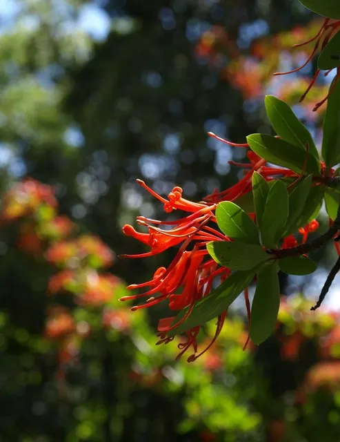 Chilean Firetree (Embothrium Coccineum) — tree with red blooms; its lanceolate, evergreen leaves grow to about 2 to 5 inches in length, forming a dense, bushy