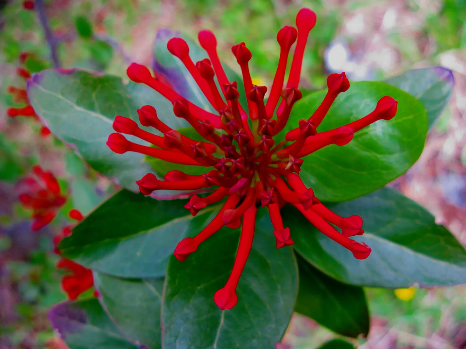 Chilean Firetree (Embothrium Coccineum) — It requires moderate watering and benefits from a mulch layer to maintain root moisture and temperature