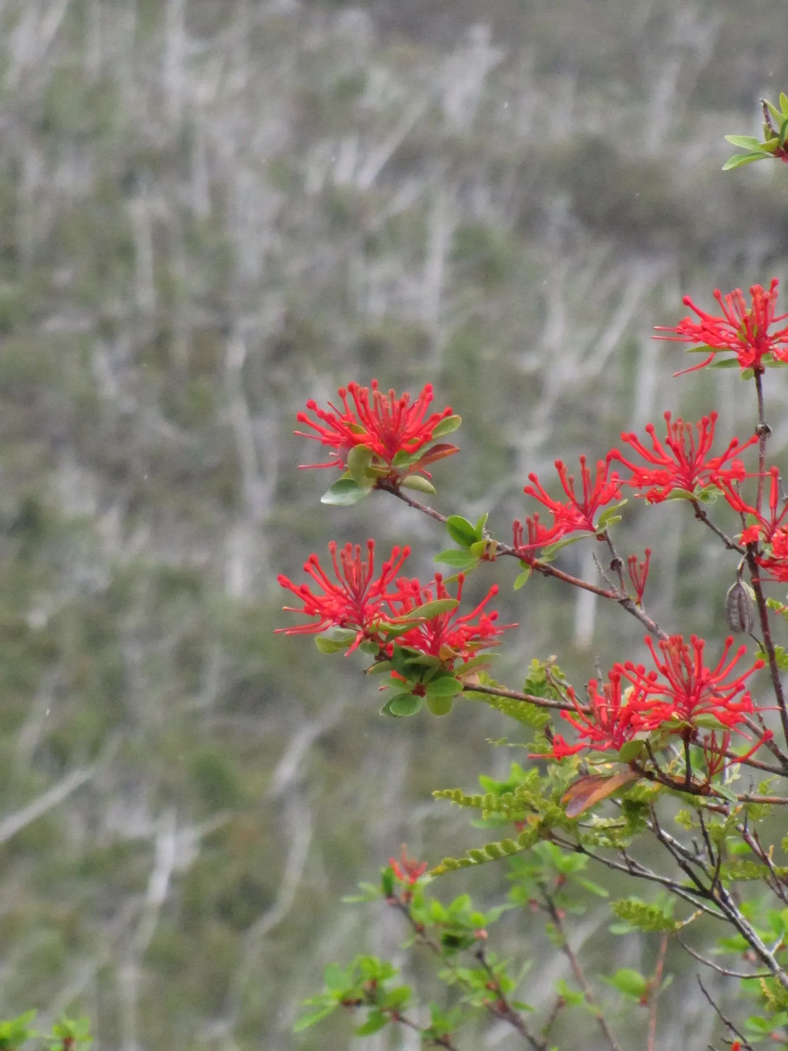 Chilean Firetree (Embothrium Coccineum) — thrives in well-drained soil and full sun