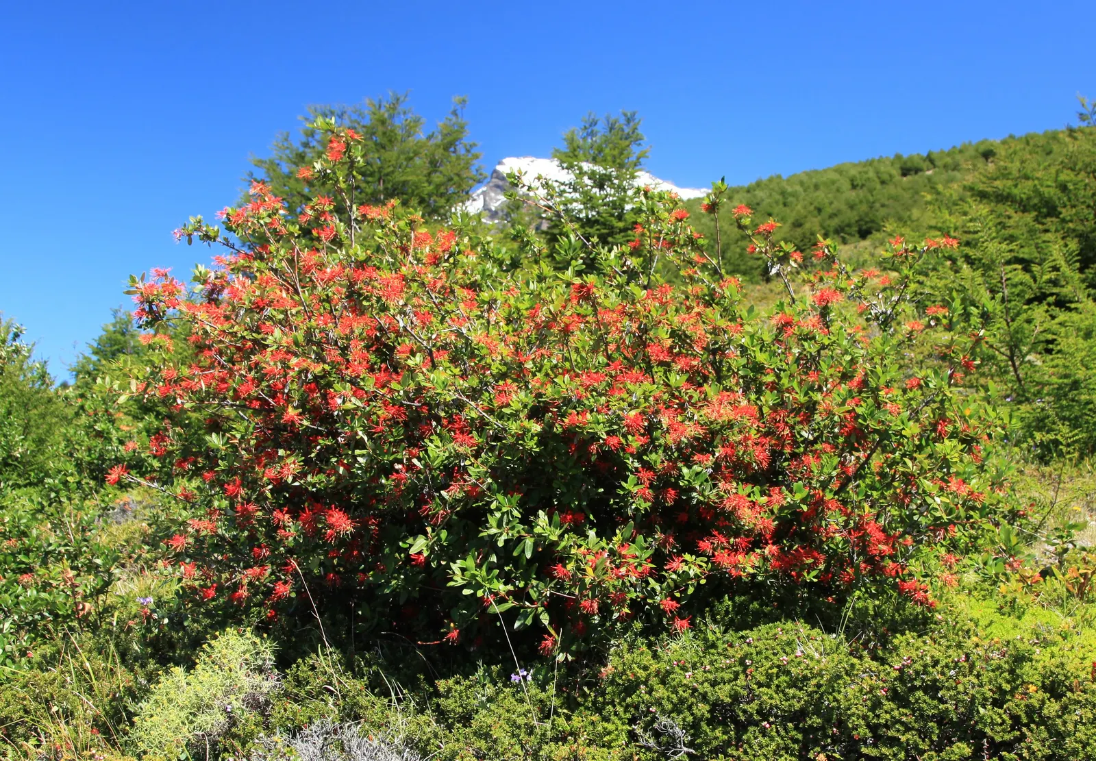 Chilean Firetree (Embothrium Coccineum) — tree with red blooms