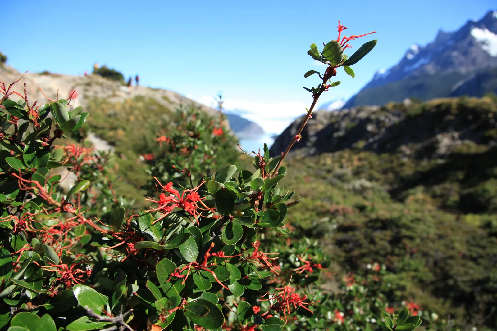 Chilean Firetree (Embothrium Coccineum) — commonly known as the Chilean Firetree or Notro; provided they are well-drained, image 74