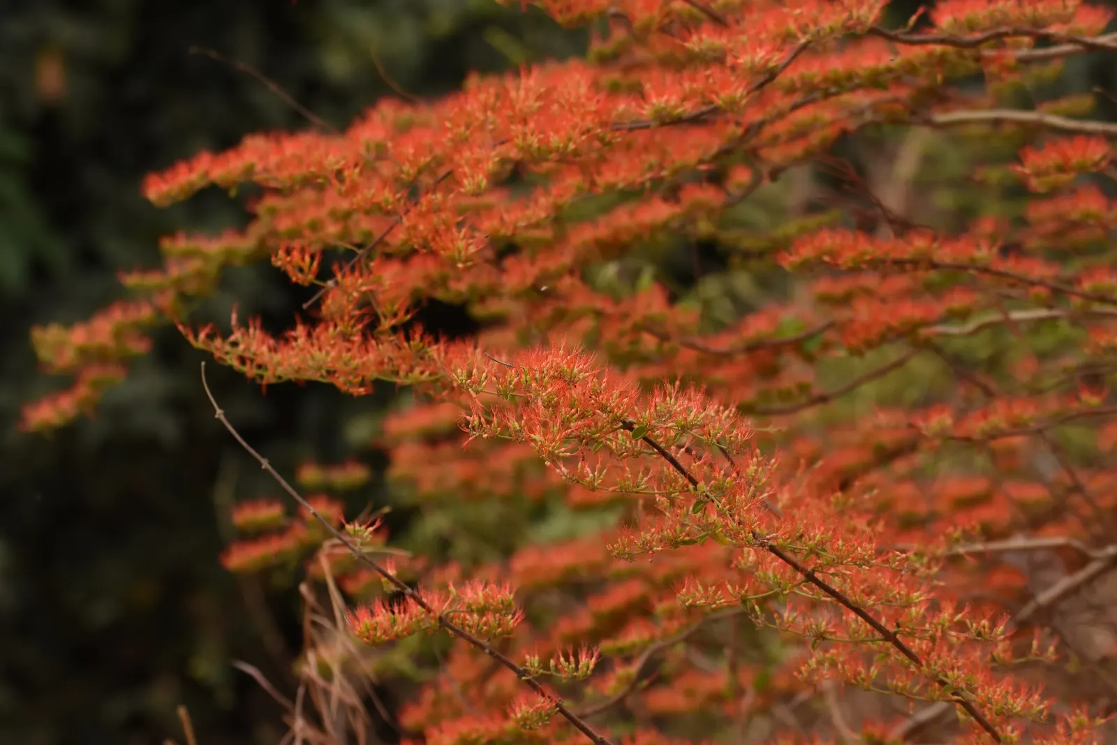 Chilean Firetree (Embothrium Coccineum) — tree with red blooms; its lanceolate, evergreen leaves grow to about 2 to 5 inches in length, forming a, image 68