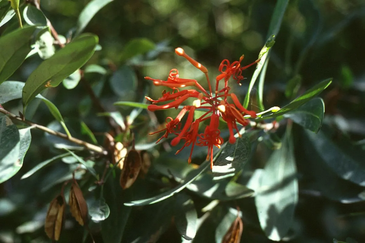Chilean Firetree (Embothrium Coccineum) — Its lanceolate, evergreen leaves grow to about 2 to 5 inches in length, forming a dense, bushy habit, image 59