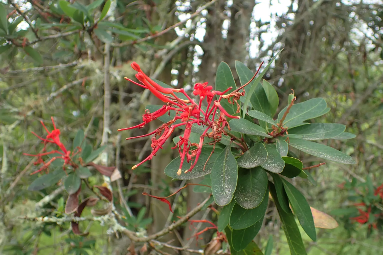 Chilean Firetree (Embothrium Coccineum) — where it thrives in a wide range of soil types
