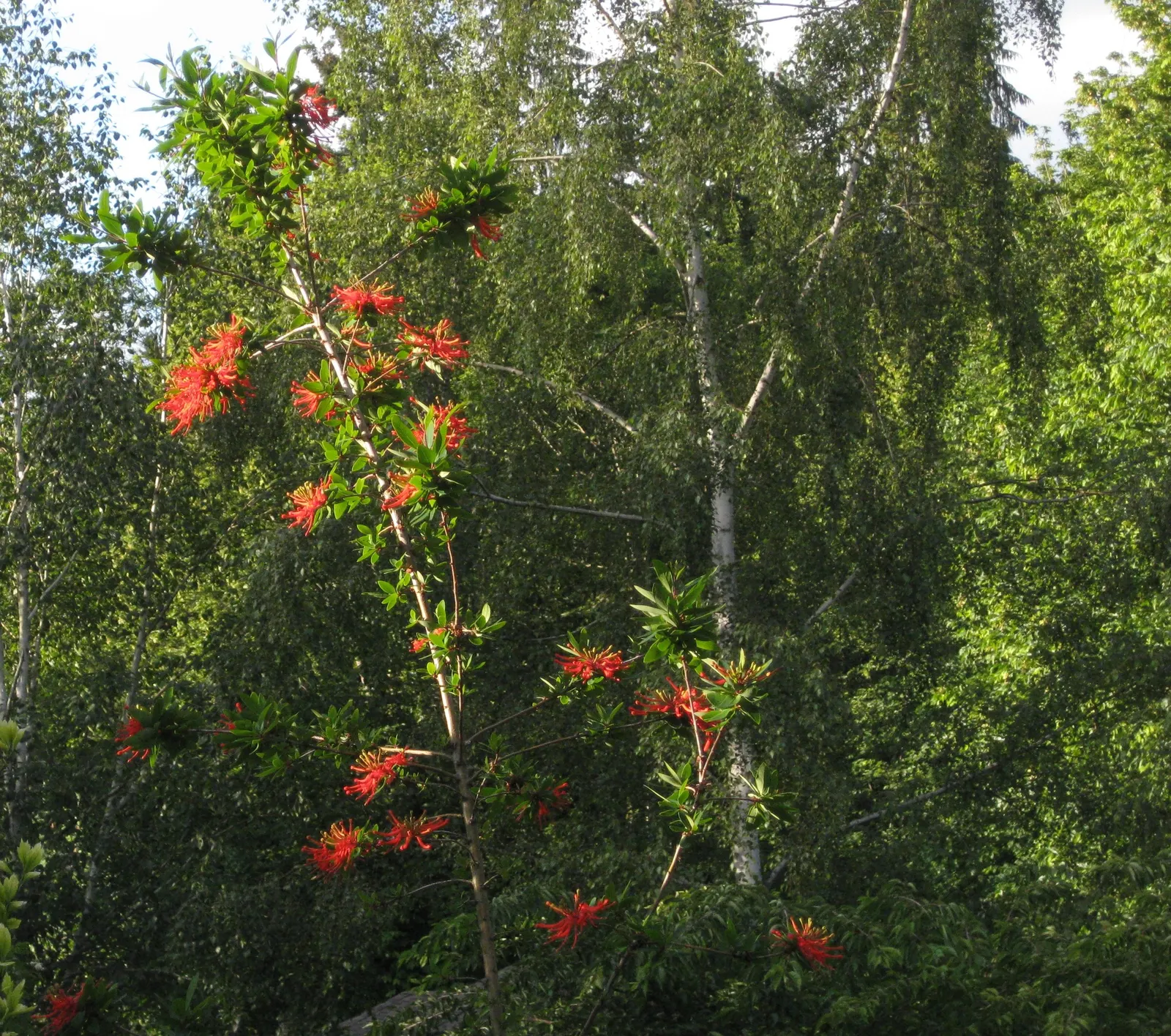 Chilean Firetree (Embothrium Coccineum) — An optimal addition to any landscape design seeking a focal point