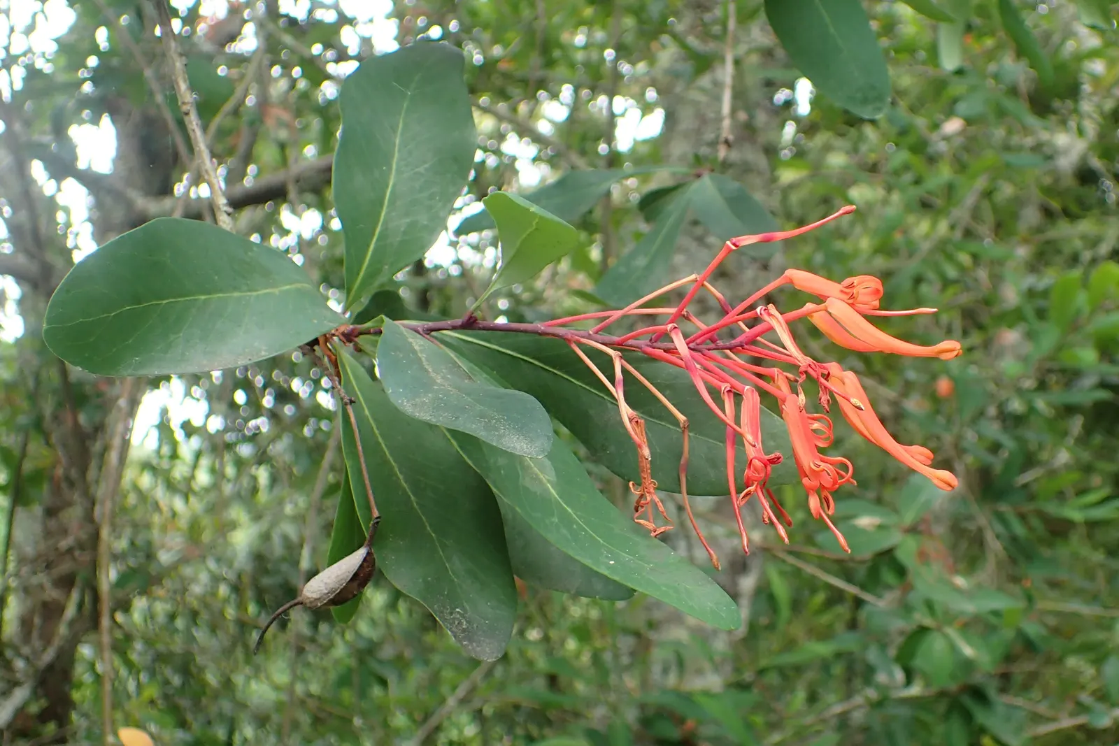 Chilean Firetree (Embothrium Coccineum) — which could damage the delicate blooms; tree with red blooms