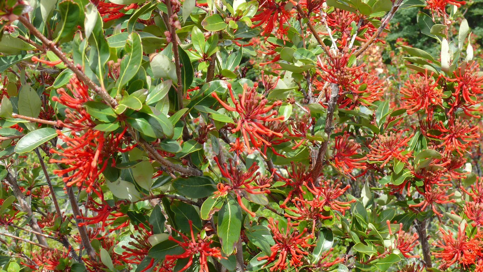 Chilean Firetree (Embothrium Coccineum) — it's sensible to offer protection from strong winds; which measure around 2 inches long