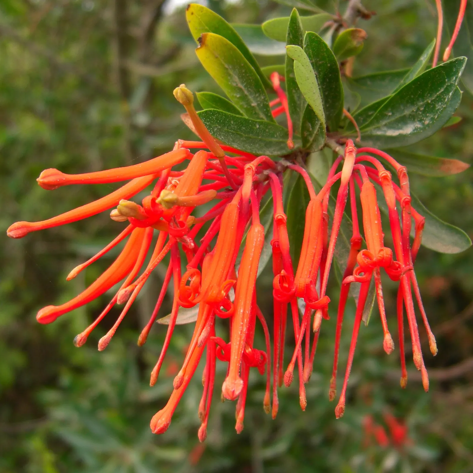 Chilean Firetree (Embothrium Coccineum) — which could damage the delicate blooms
