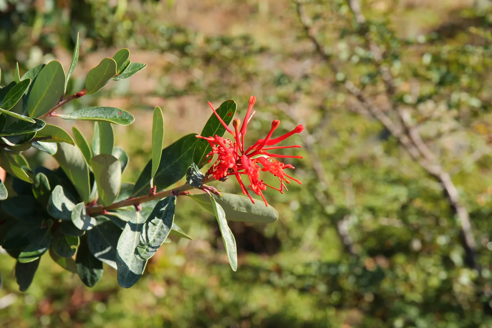 Chilean Firetree (Embothrium Coccineum) — is a captivating species renowned for its vibrant display of fiery red flowers; blanket the branches from spring to