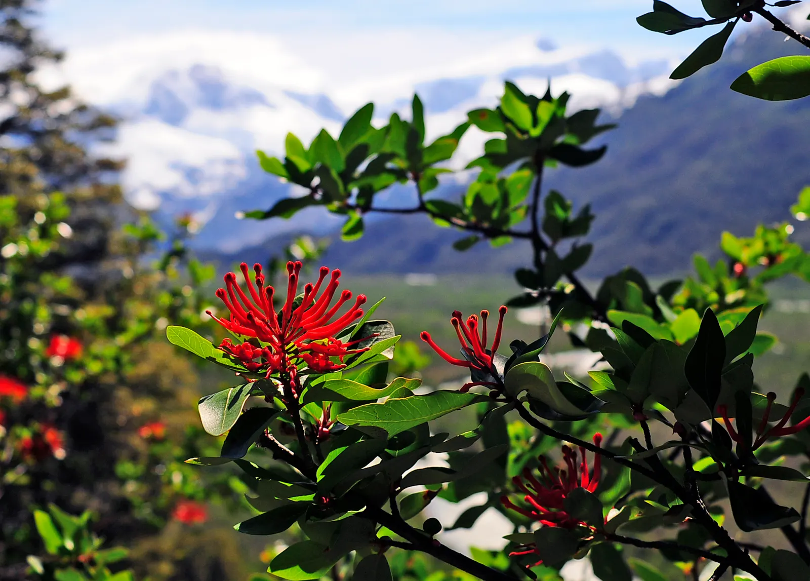 Chilean Firetree (Embothrium Coccineum) — blanket the branches from spring to early summer; consider its moderate growth rate and the potential to cast light
