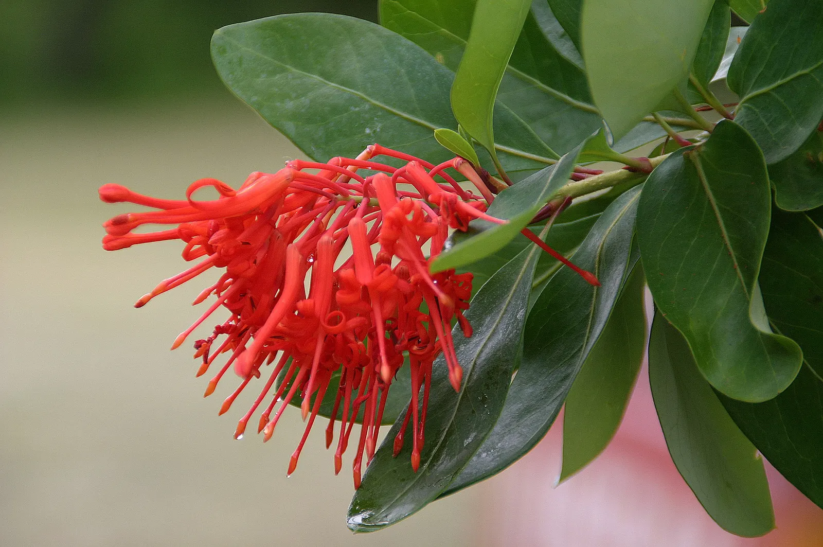Chilean Firetree (Embothrium Coccineum) — requiring at least six hours of direct sunlight for optimal blooming, image 35