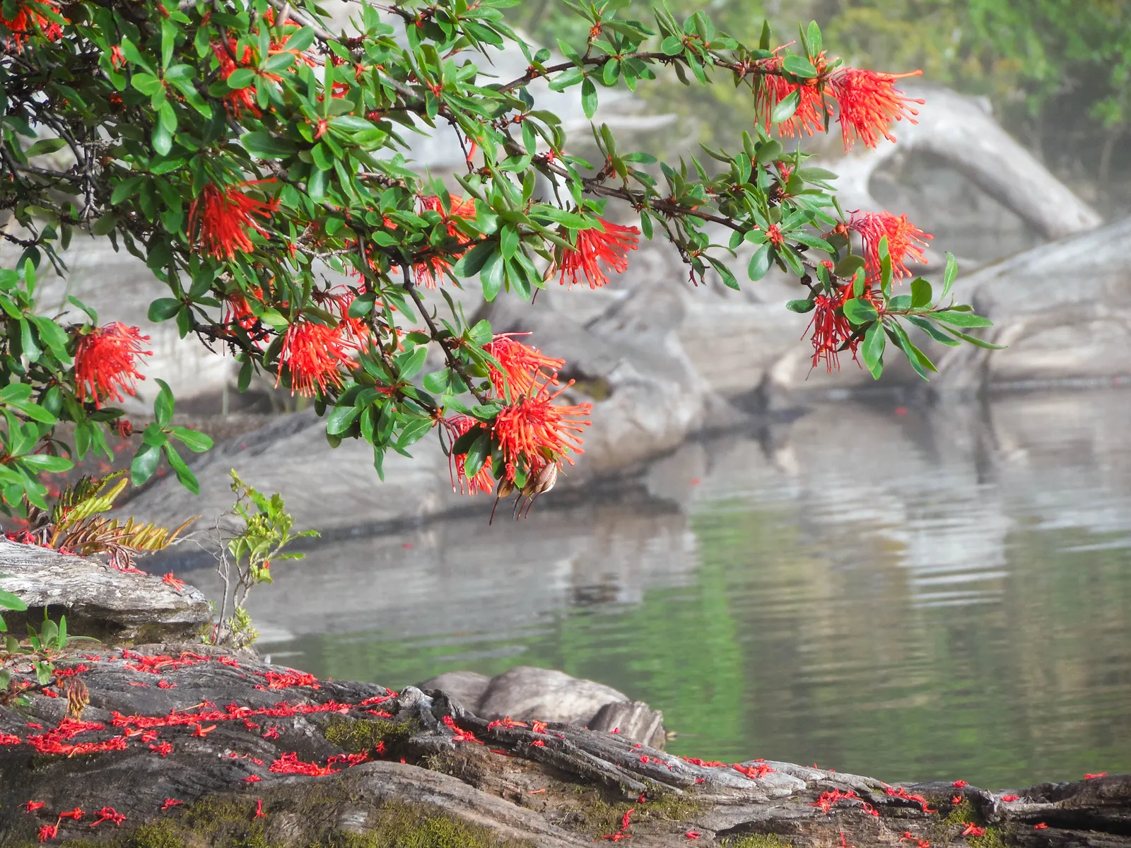 Chilean Firetree (Embothrium Coccineum) — The impressive tubular flowers; this evergreen reaches heights of 10-50 feet, with a spread of 10-15 feet, image 60