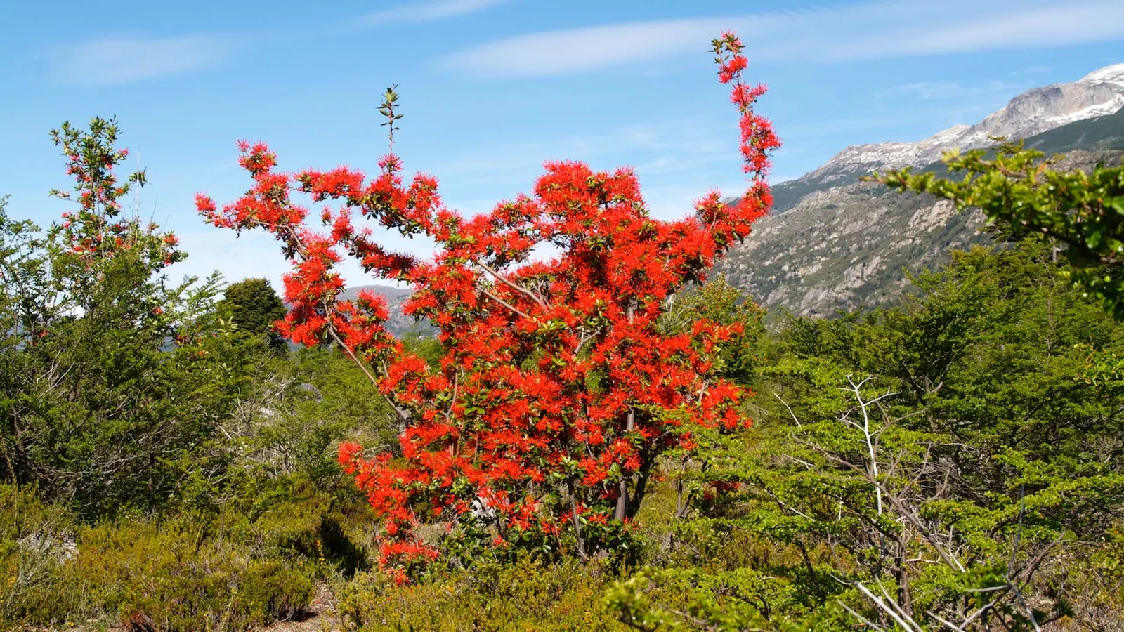 Chilean Firetree (Embothrium Coccineum) — thrives in well-drained soil and full sun; the Chilean Firetree favors full sun exposure to light shade, image 71
