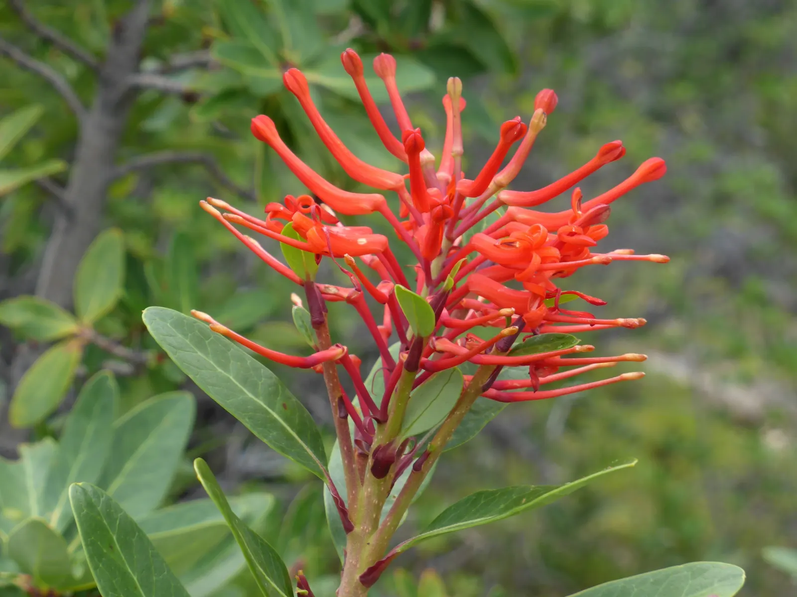 Chilean Firetree (Embothrium Coccineum) — Its lance-shaped leaves accentuate the scarlet spring flowers, attracting hummingbirds; thrives in, image 73