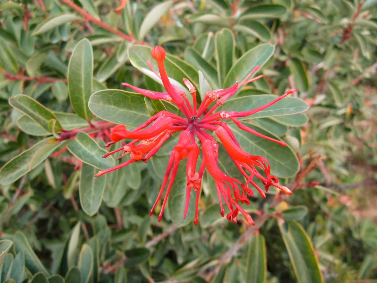 Chilean Firetree (Embothrium Coccineum) — commonly known as the Chilean Firetree or Notro; provided they are well-drained