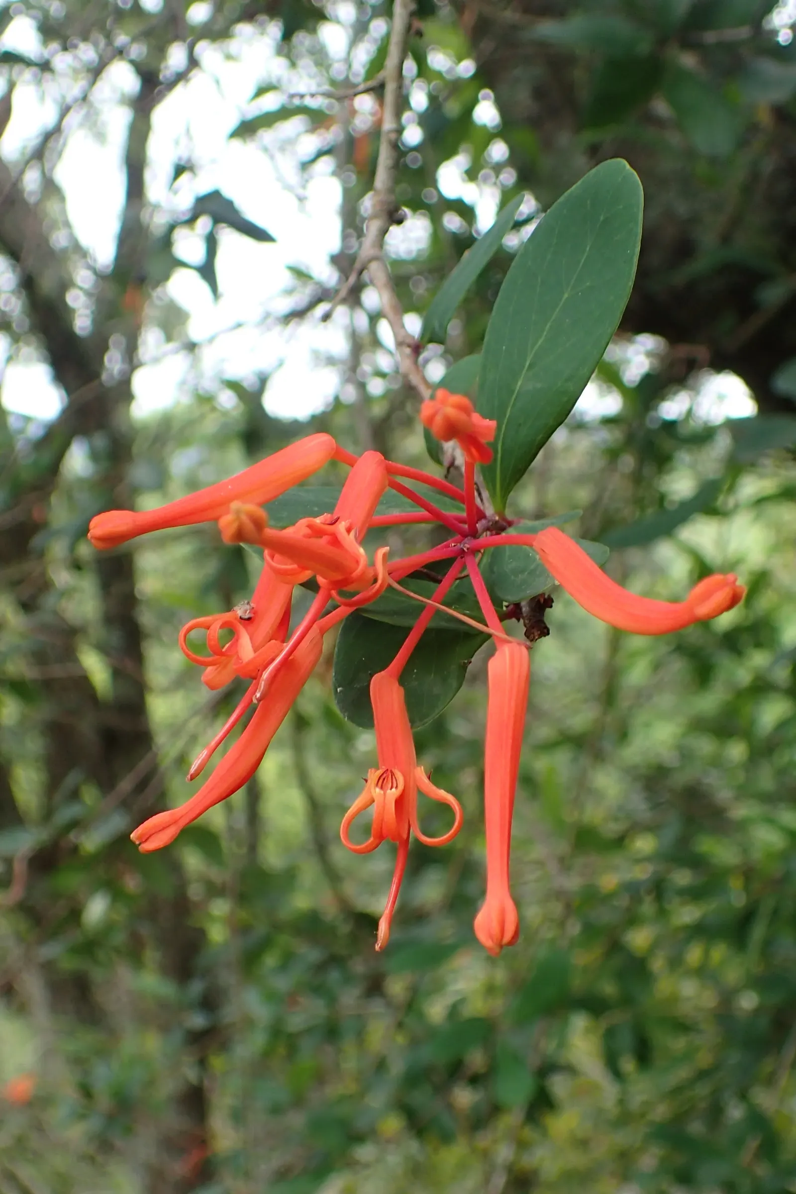 Chilean Firetree (Embothrium Coccineum) — The Chilean Firetree (Embothrium coccineum)