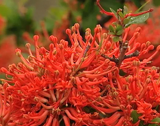 Chilean Firetree (Embothrium Coccineum) — requiring at least six hours of direct sunlight for optimal blooming